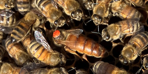 Futterkranzprobe für gesunde Bienen