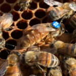 Königin - VSH Belegstelle Glashütte