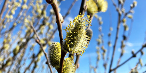 Bienen neue Saison - Weide bring Pollen